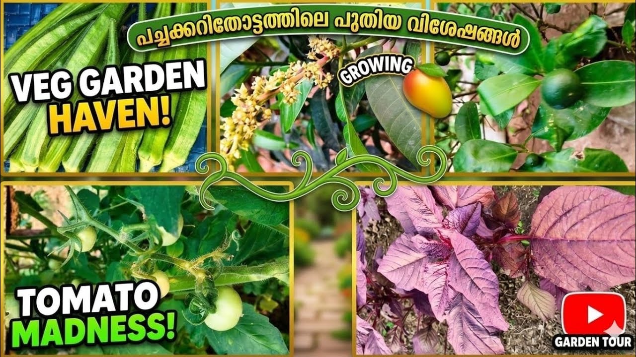 എന്റെ പച്ചക്കറിതോട്ടം പാർട്ട്‌ 2 || shefivlogs #vegitables #garden 
