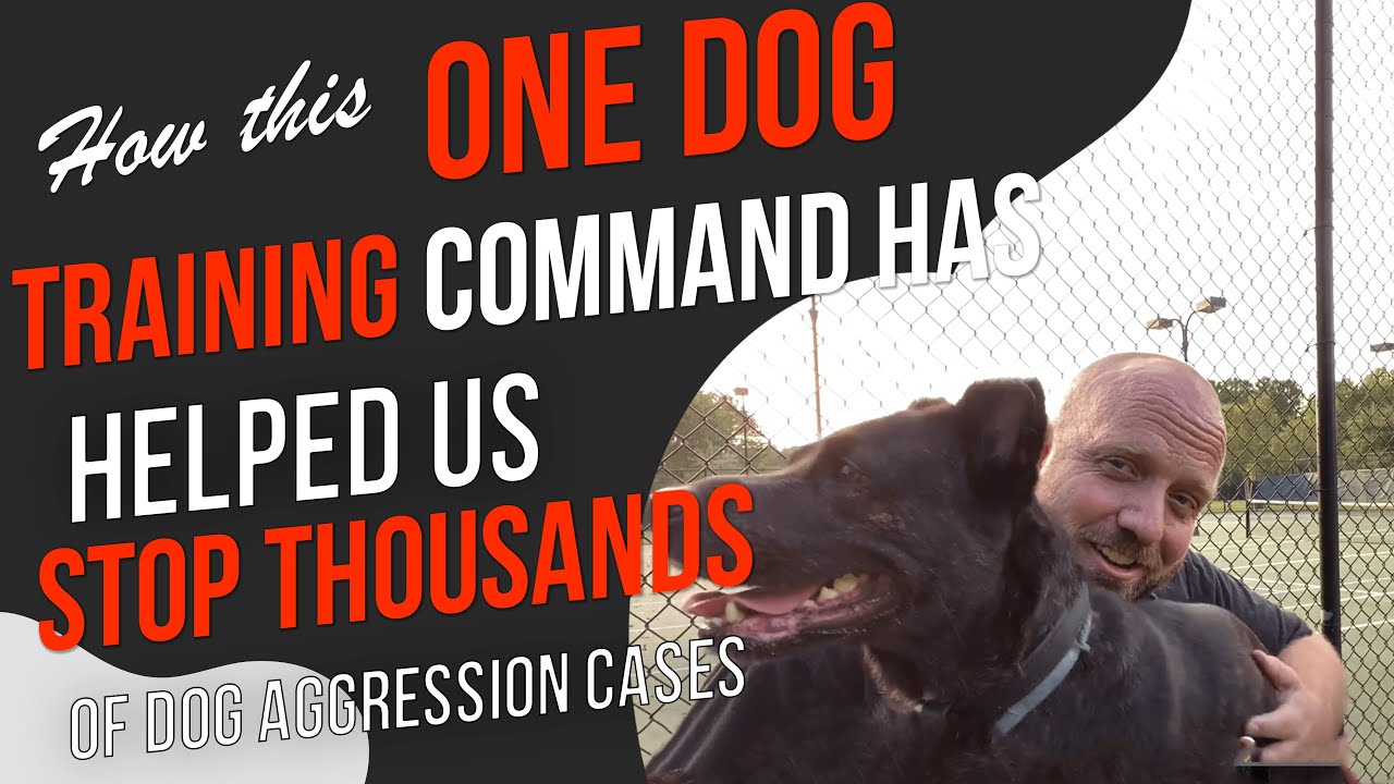 How to Calm an Aggressive Dog- Putting an End to Dog Aggression Once and For All