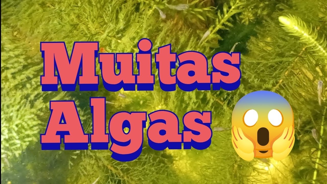 Tá cheio de algas 😱