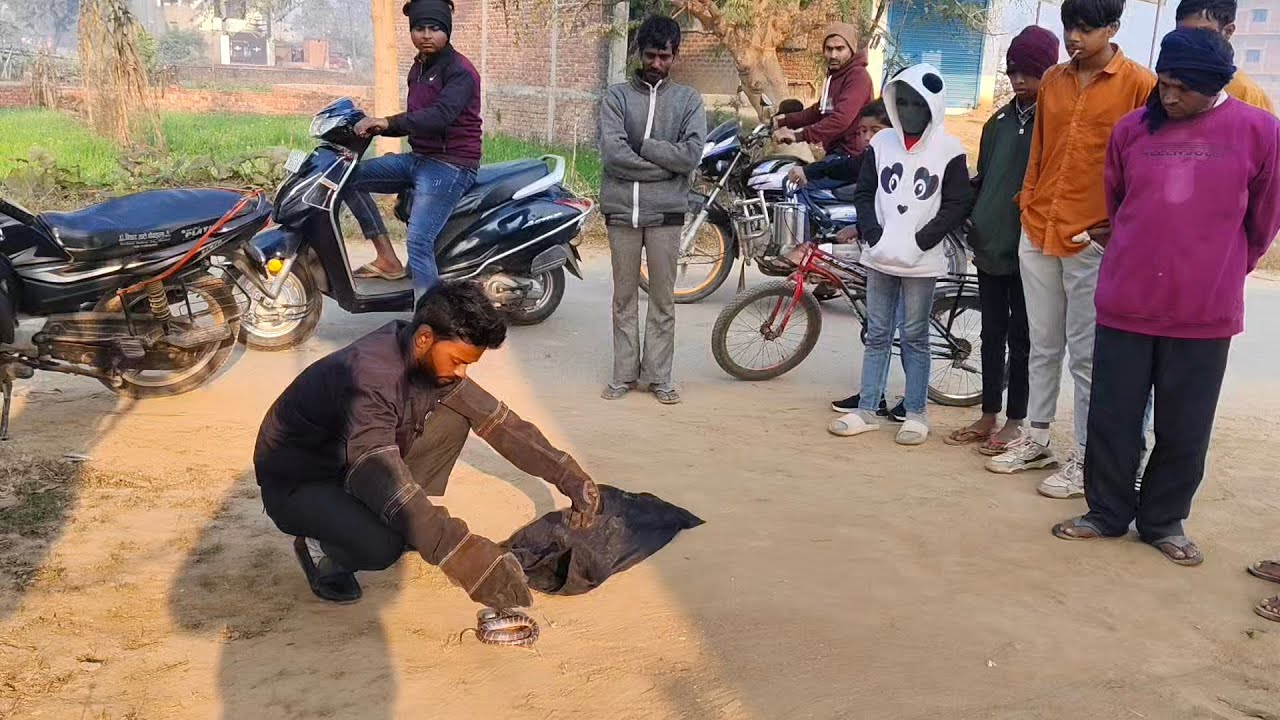 Rescue of common karait venomous snakes 😱
