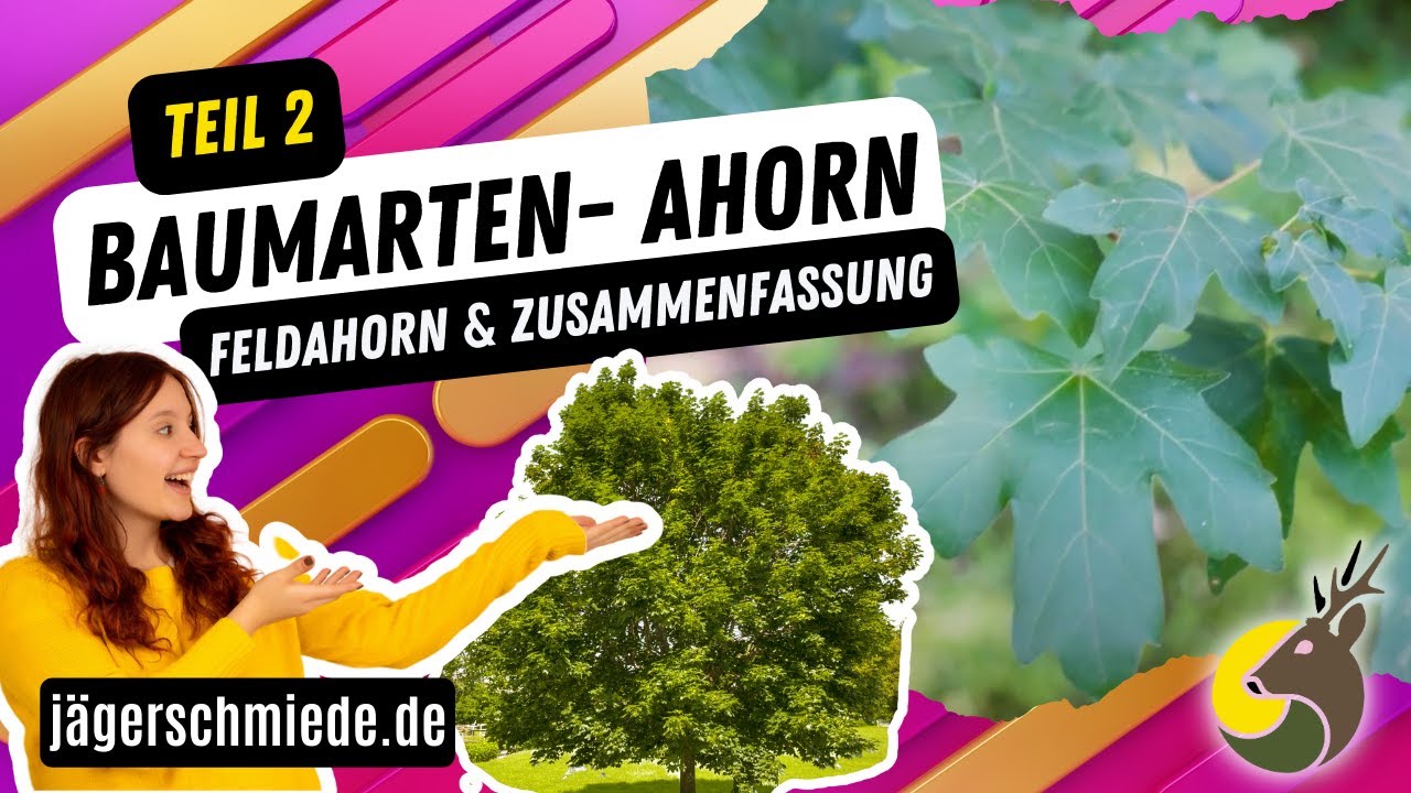 Baumarten - Ahorn (Teil 2) - Feldahorn & Zusammenfassung