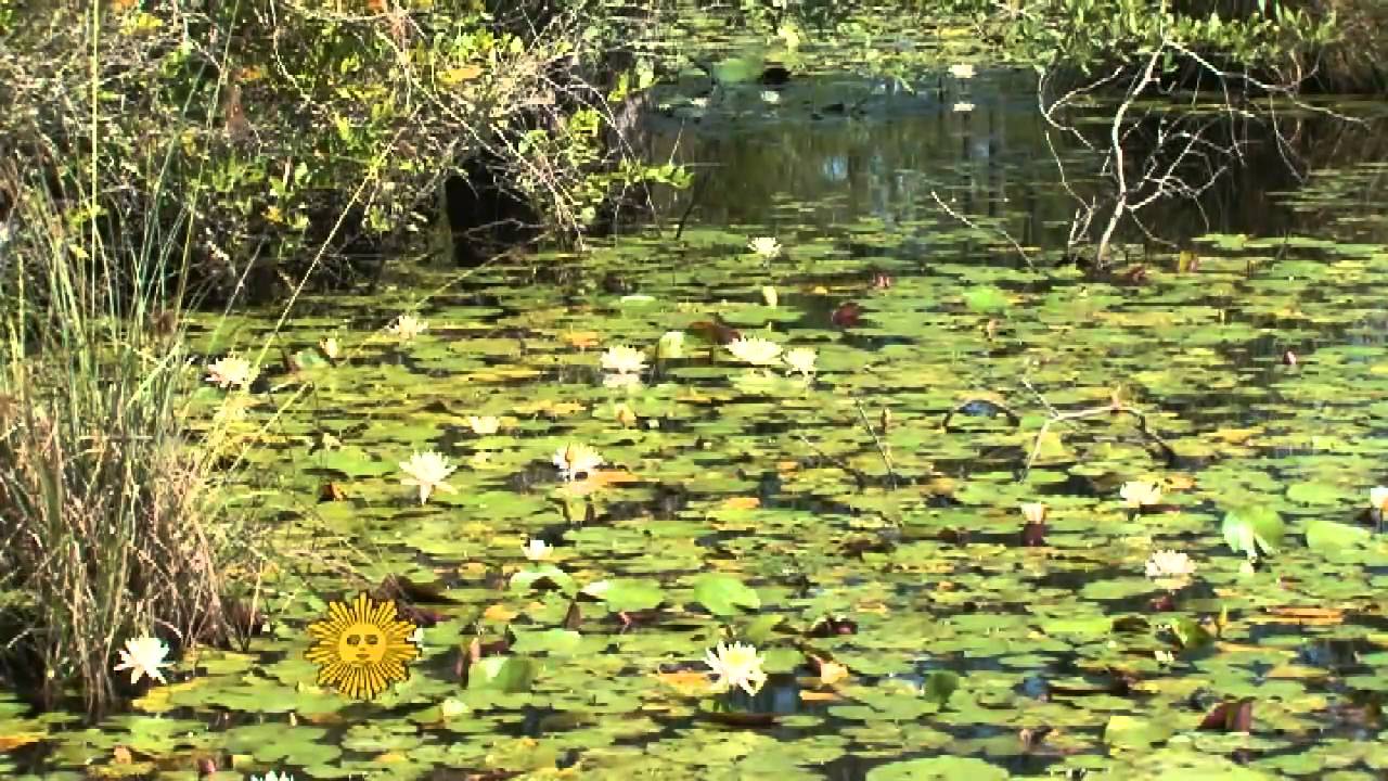 Florida's Okefenokee Swamp