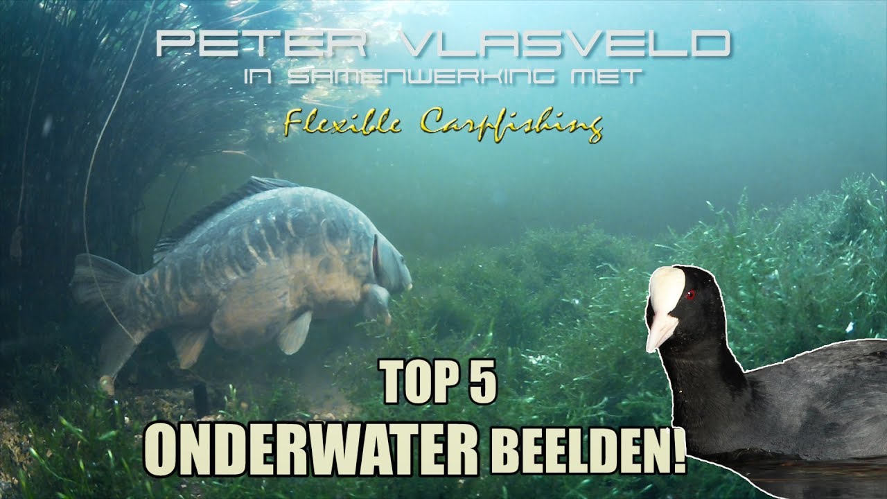 Karpervissen Top 5 bizarre Onderwaterbeelden - Peter Vlasveld #AANPAKKEN #KARPERVISSEN