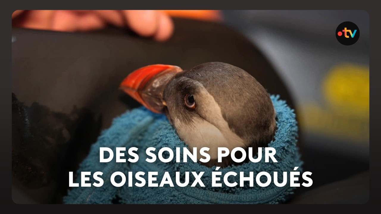 Les oiseaux marins pris en charge par les centres de soins bretons.