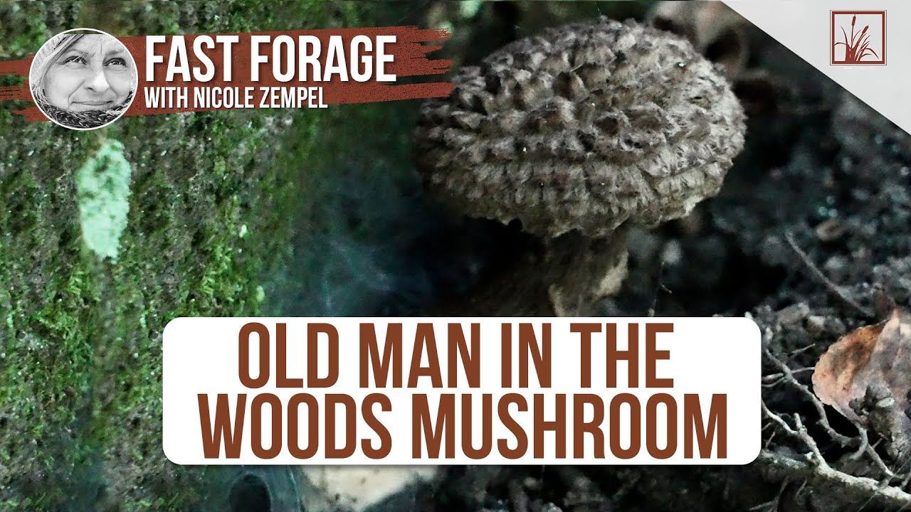 Old Man in the Woods Mushroom