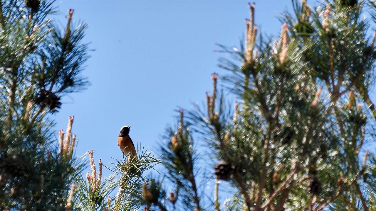 Common redstart song (Phoenicurus phoenicurus)