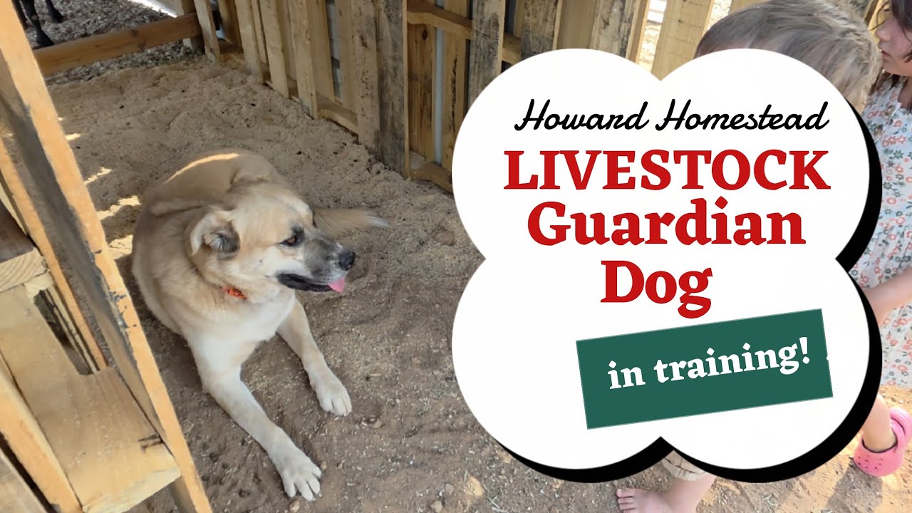Livestock Guardian Dog in Training