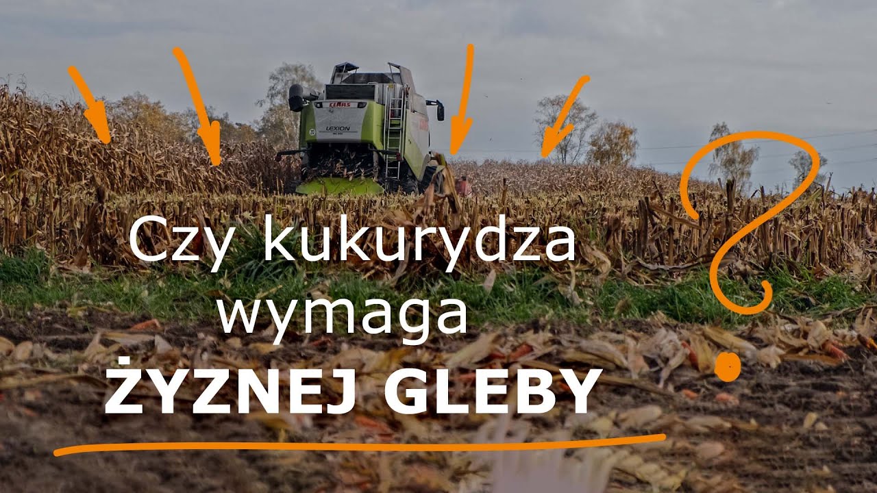 Czy kukurydza wymaga żyznej gleby? Jakie odmiany wybrać na 5 i 6 klasę?