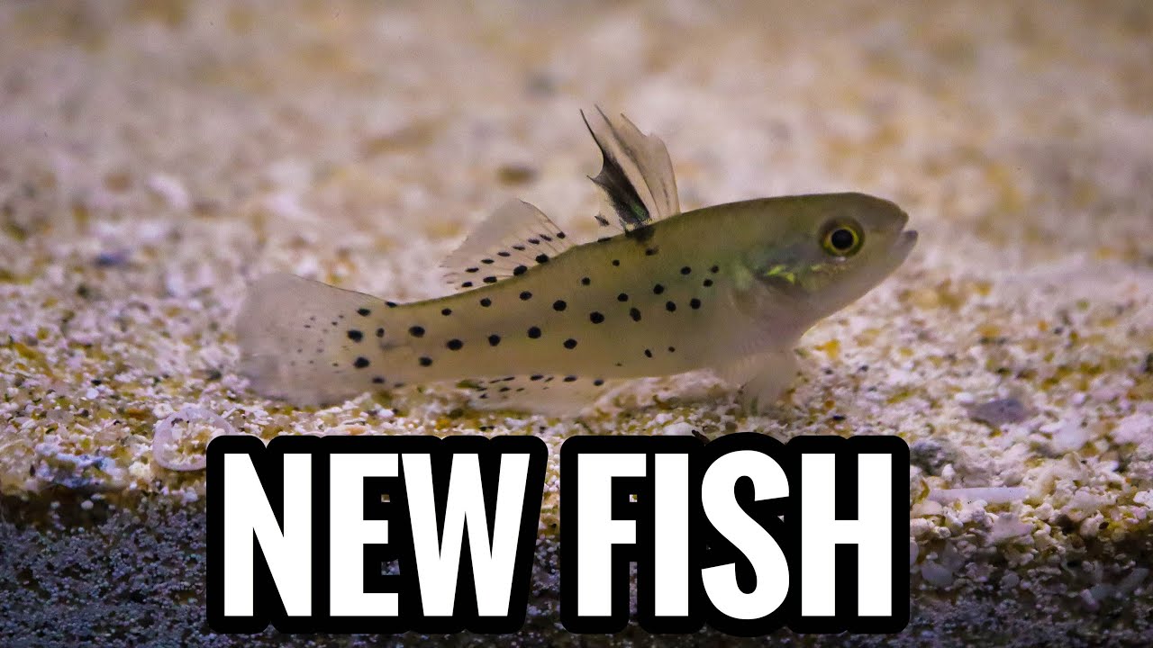 New Fish in the New Brackish Aquarium!