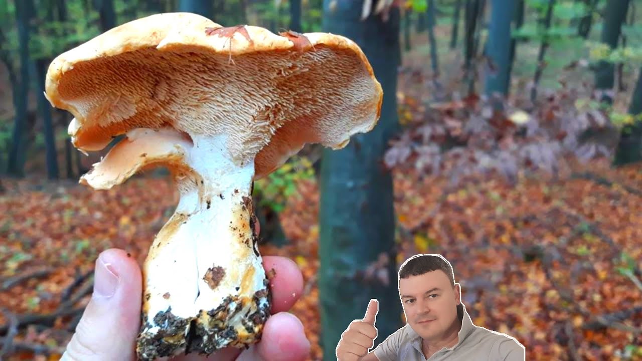 Gljiva Prosenjak - Lat. Hydnum Repandum - Eng. Sweet Tooth