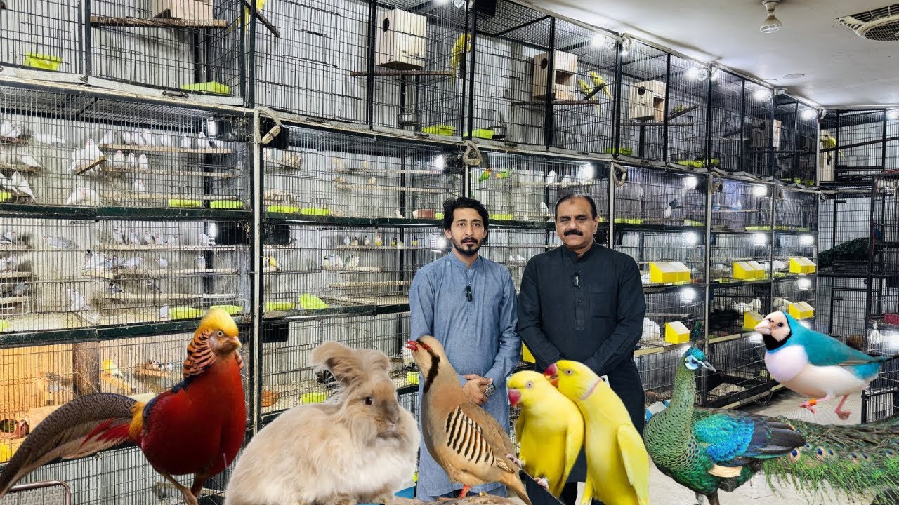Multan Birds Market 19 February 2026 latest update | Birds Paradise Multan | Mustaq Ahmed |
