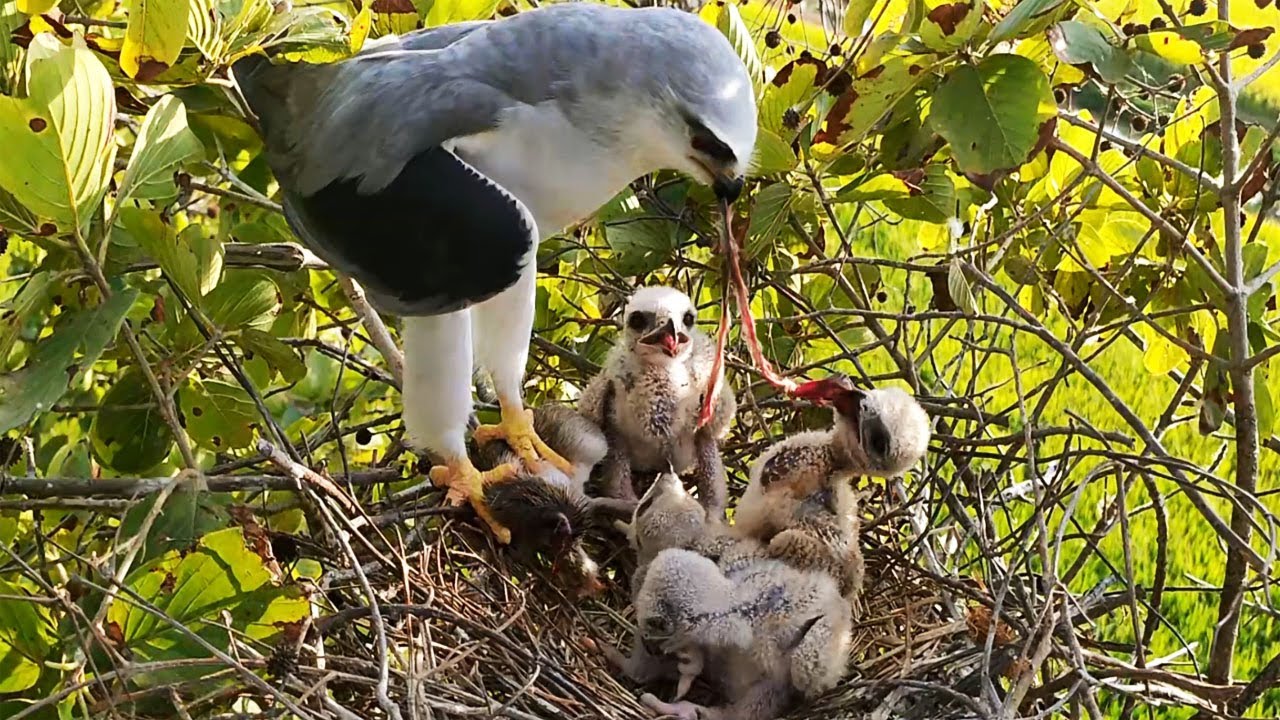 Nature's Parenting Skills | Nest Life Documentary