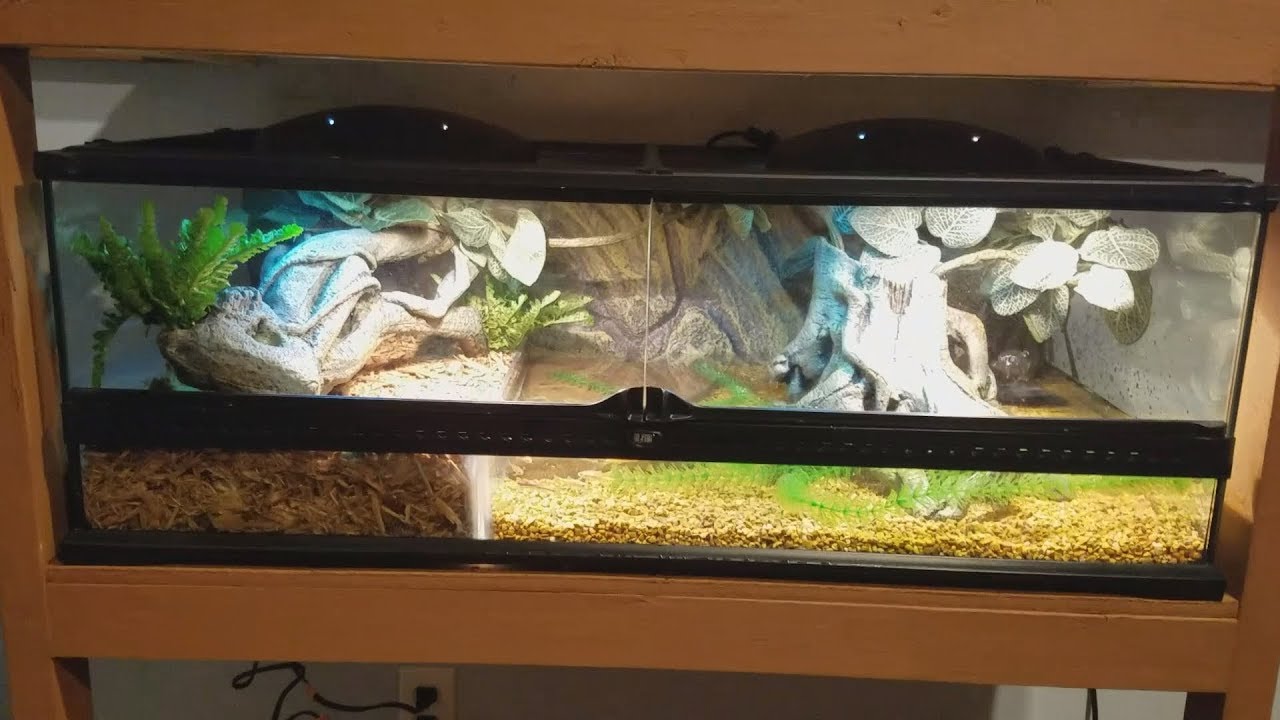 Hatchling Cuvier's Dwarf Caiman Tank Setup