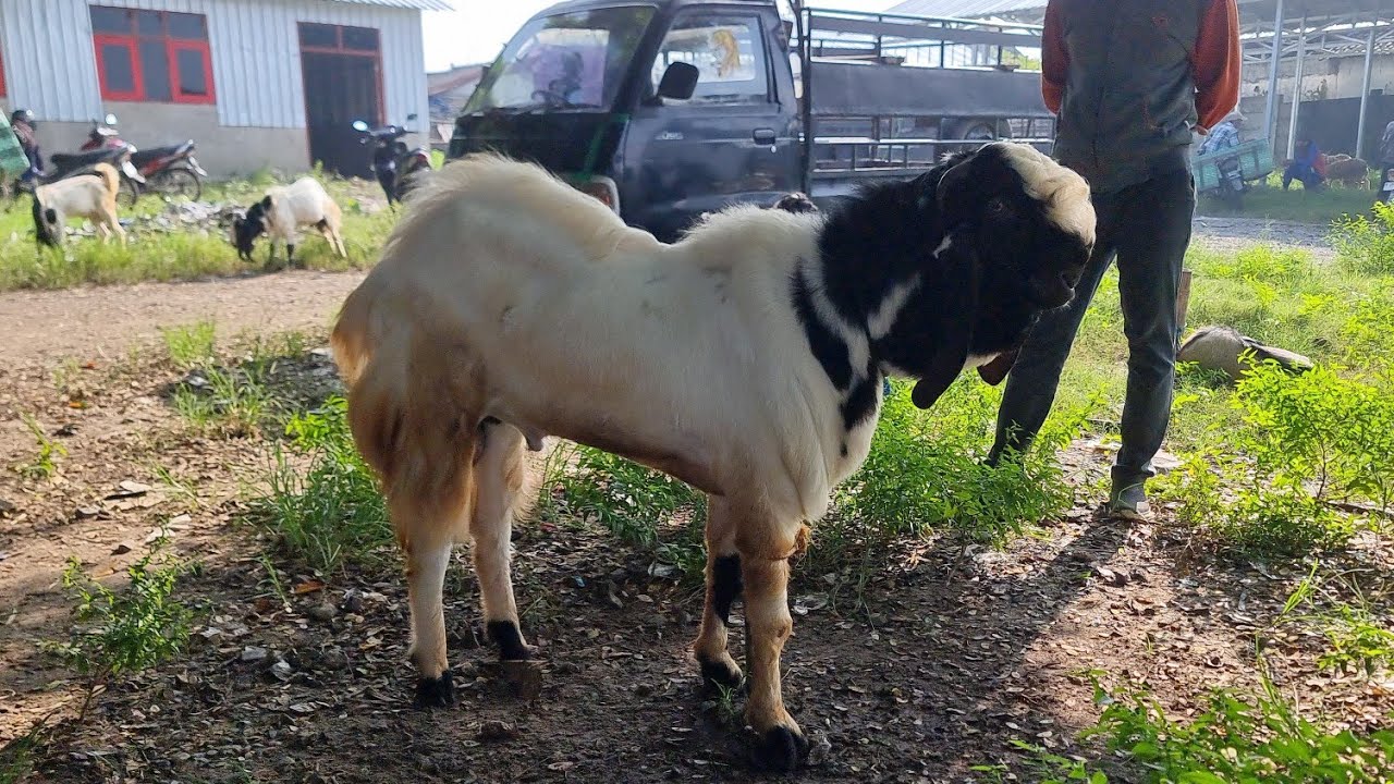 Harga Kambing Jantan Poelan Jelang Idul Fitri Minggu 15 Maret 2026 - Pasar Sumberjo Rembang