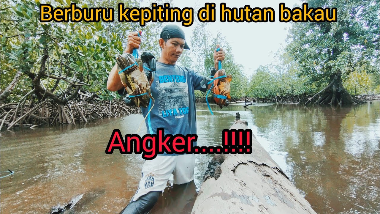 Berburu kepiting di hutan bakau angker.