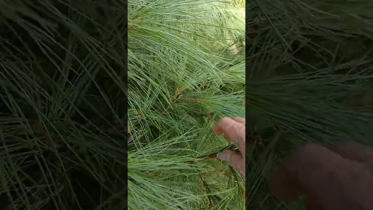 Як правильно  формувати  гімалайську сосну  ВАЛІХА ( Pinus Wallichiana) ?