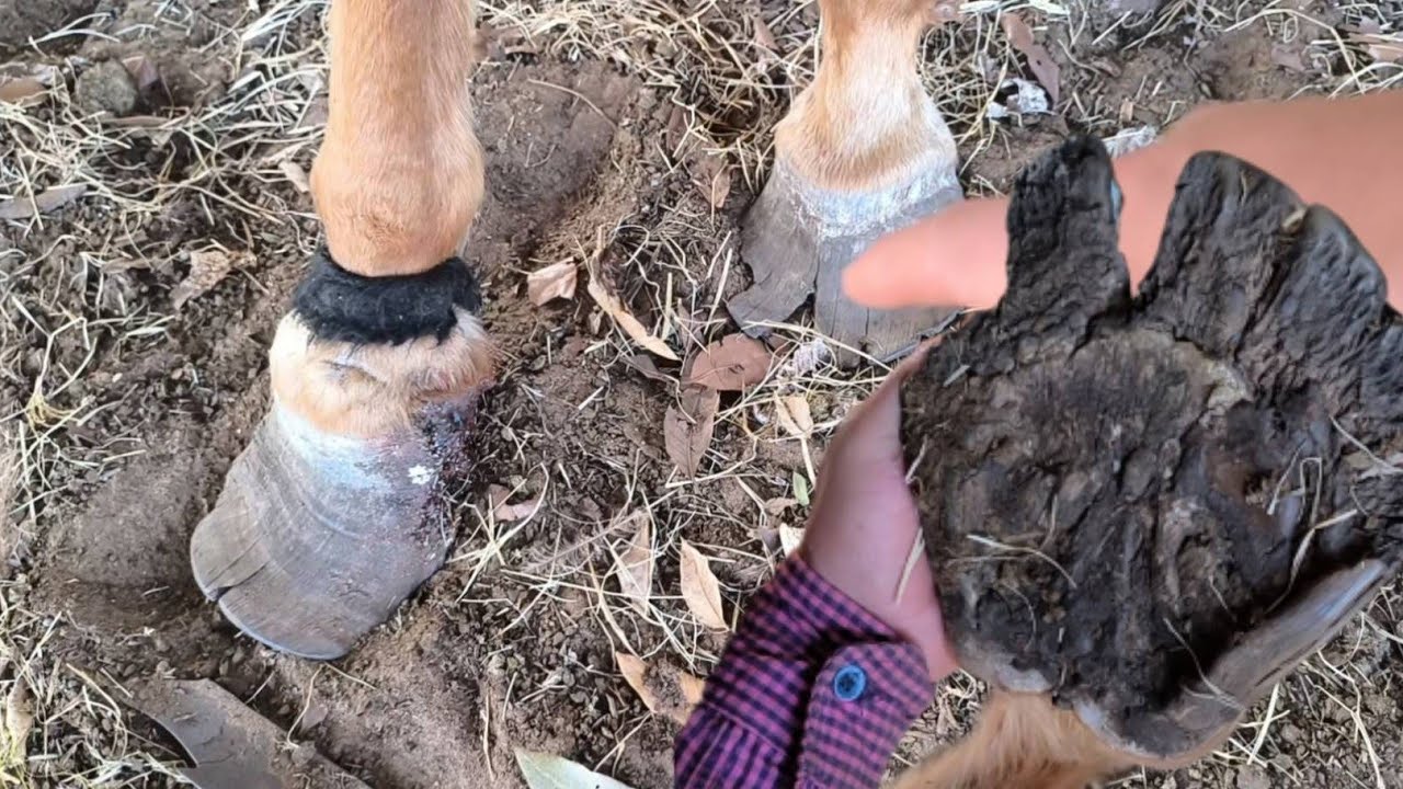 Vejam a situação dos #cascos do #animal fujão,#horse quase #selvagem 
