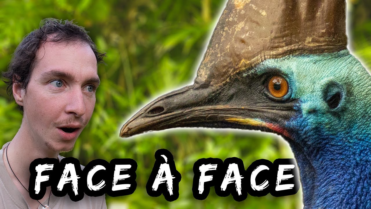 Le CASOAR est-il vraiment l'oiseau le plus dangereux au monde ?
