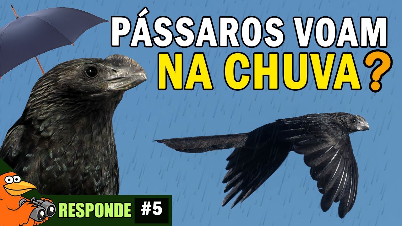Pássaros VOAM NA CHUVA? AVES TÊM SENTIMENTOS? ORNITOLOGO RESPONDE #5