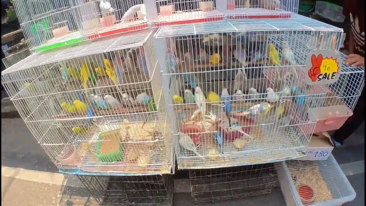 Chatuchak Market ( Pets Zone ) Bangkok Thailand MAR 2022