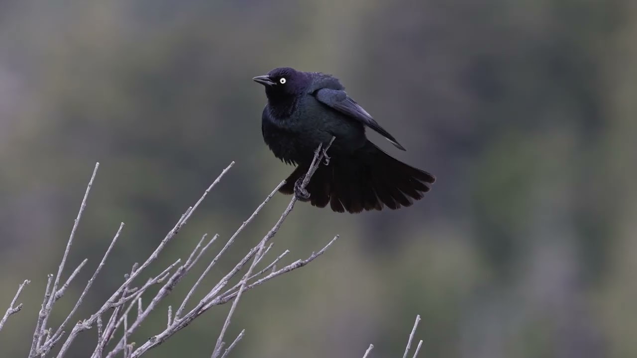 Brewer's Blackbird at Esquimalt Lagoon, British Columbia, May 2024