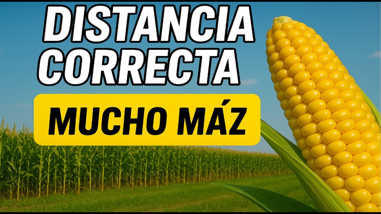 🌽 ¿Cuál es la mejor distancia de siembra para maíz 🌾⚠️ No siembres sin saber esto ❌