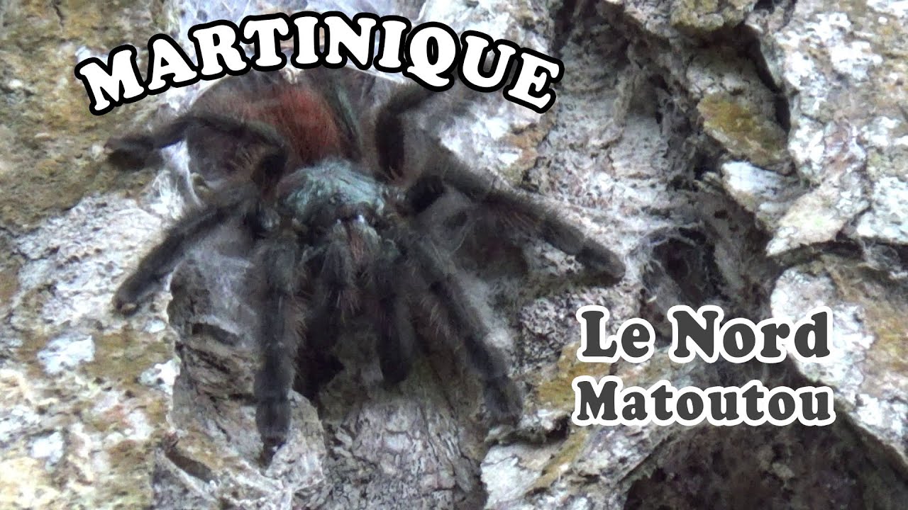 MARTINIQUE : Le Nord