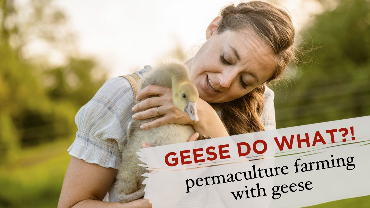 About Our Permaculture Geese: Overview of Goose Care and Contributions / Sustainable Farm