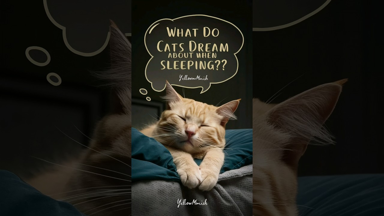 What do cats dream about when sleeping? 