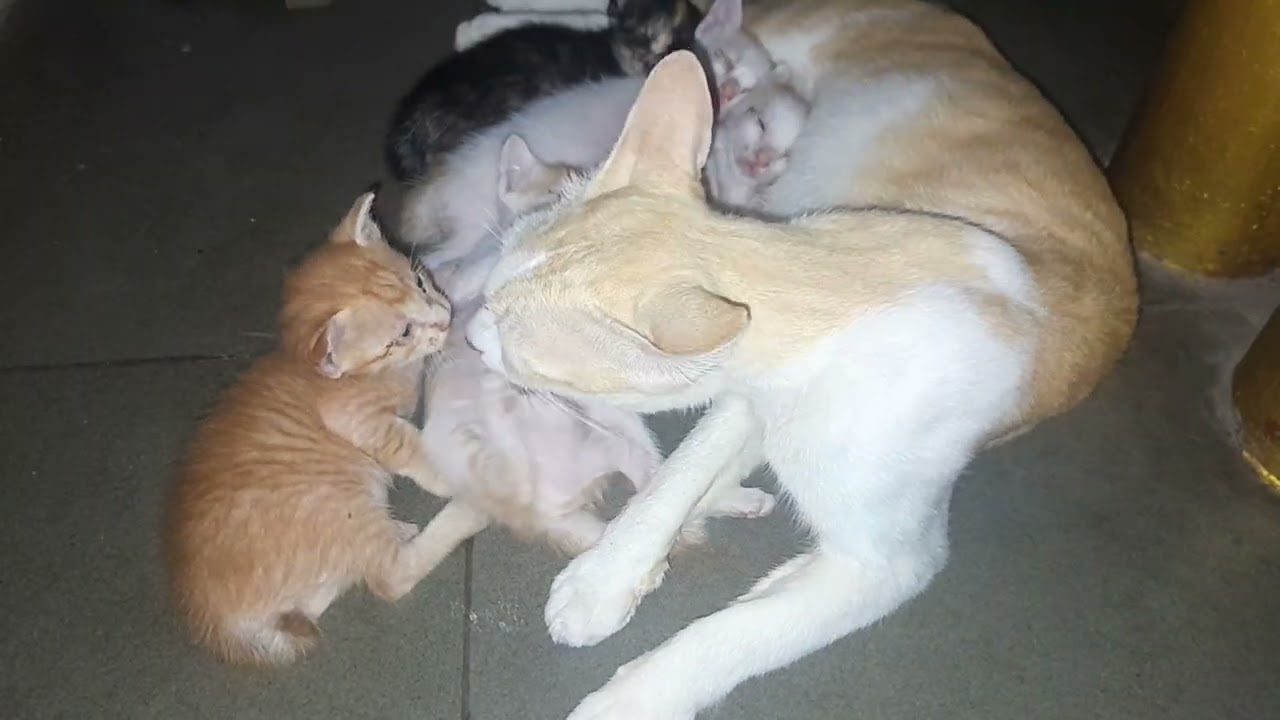 Mom cat feeding milk for her little kittens and giving a good care for them 