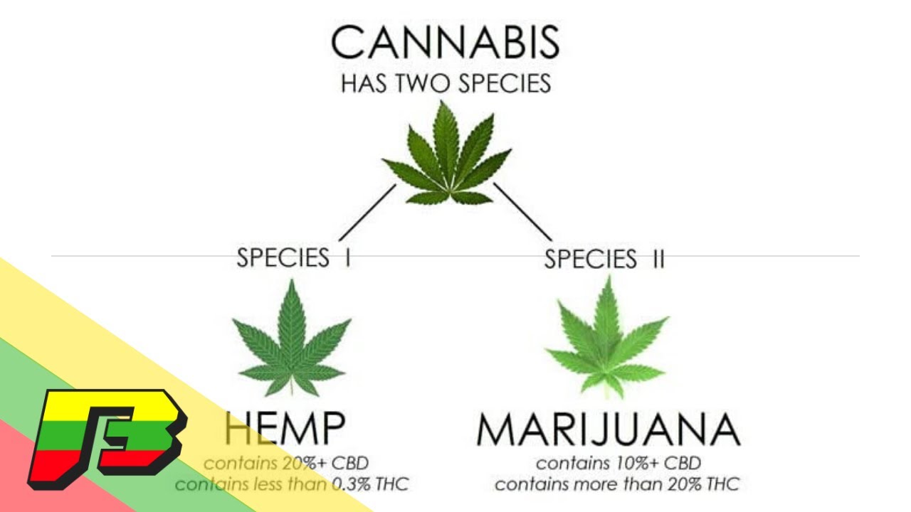 Hemp Vs. Marijuana | BammerTV