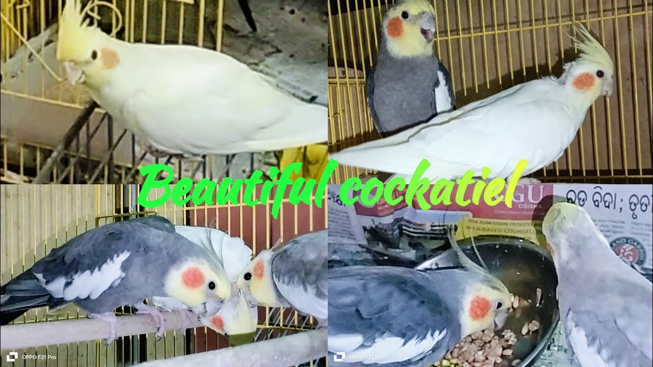 A few moments of beautiful cockatiel  🕊️🕊️💖 . 