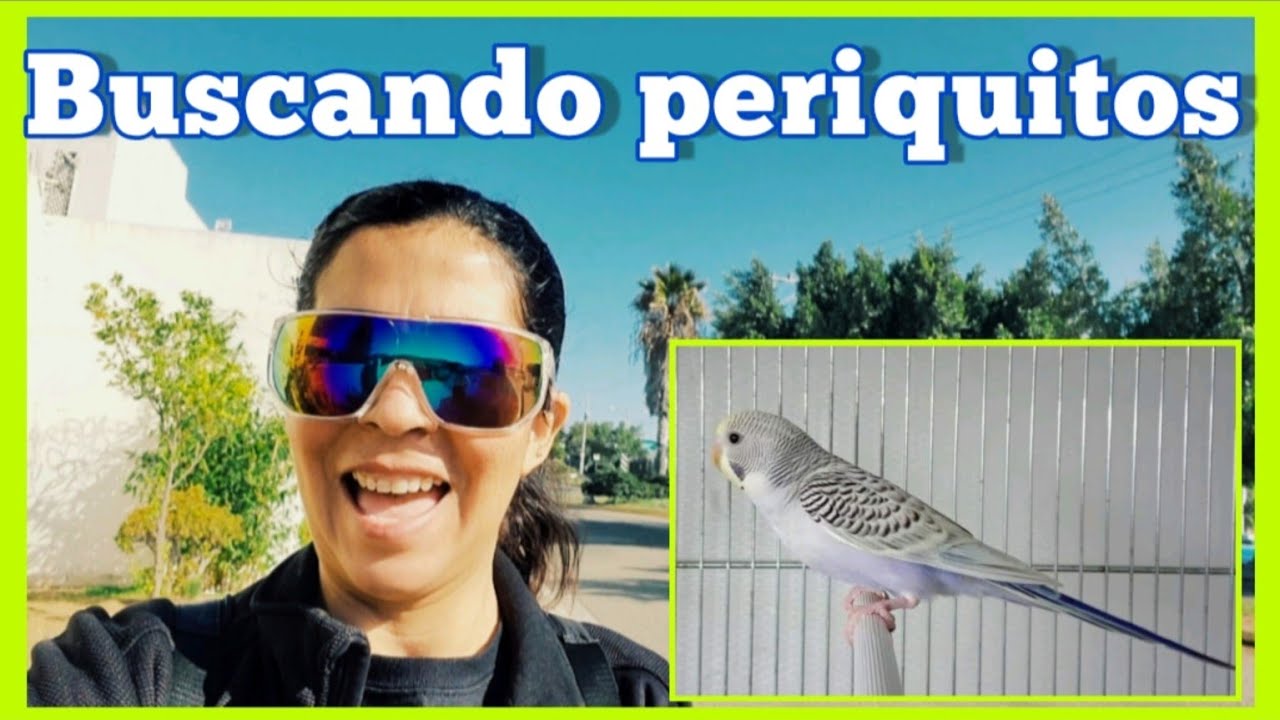 VISITANDO EL CRIADERO DE CHARLY ORT #periquitos #shorts #ideas