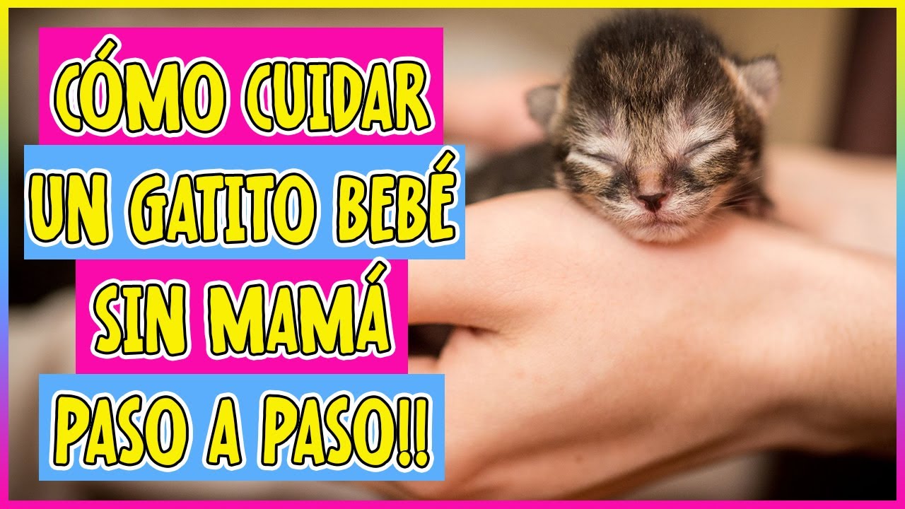 Cómo Cuidar Un Gatito Bebé Sin Madre Paso a Paso 🐱🍼🐾 - SiamCatChannel