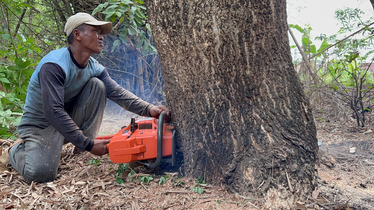 Cut down 2 tall trembesi trees in garden, Husqvarna 395xp chainsaw.