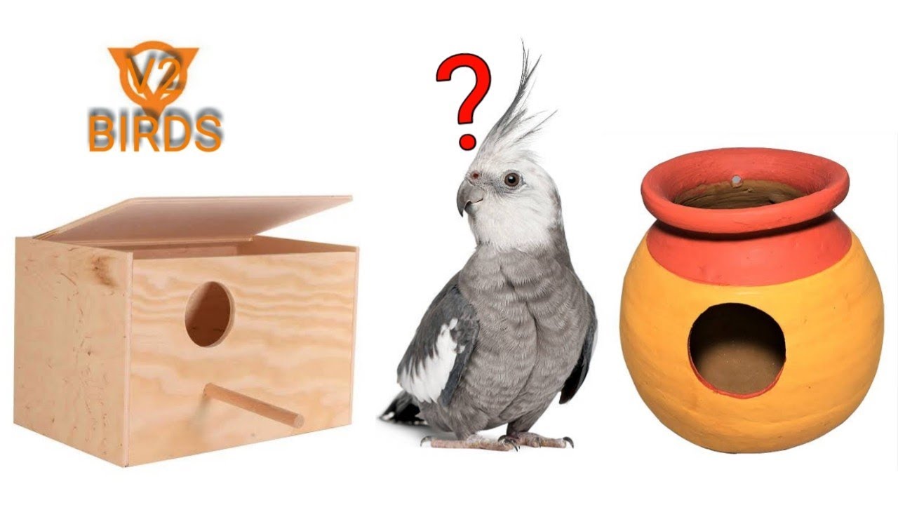 Birds Breeding Box VS Pot|cockatiel breeding in tamil 