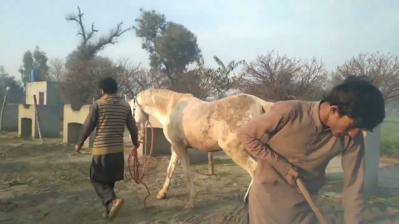 This Is Why Horses Are Built Different | 2026