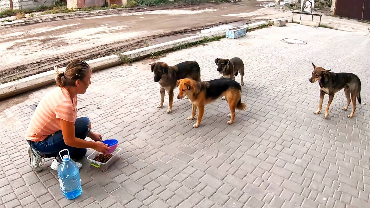 Scared Hungry Homeless Dogs Strugling to Survive at Industrial territory