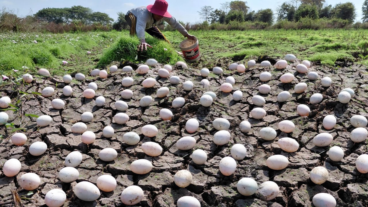Top unique  -A farmer collects a lot of duck eggs in the rice fields and green grass in the fields.