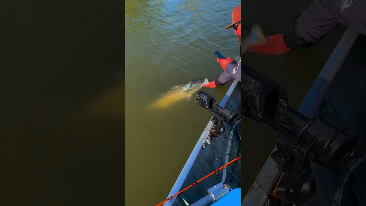 Striper Fishing In The California Delta! 