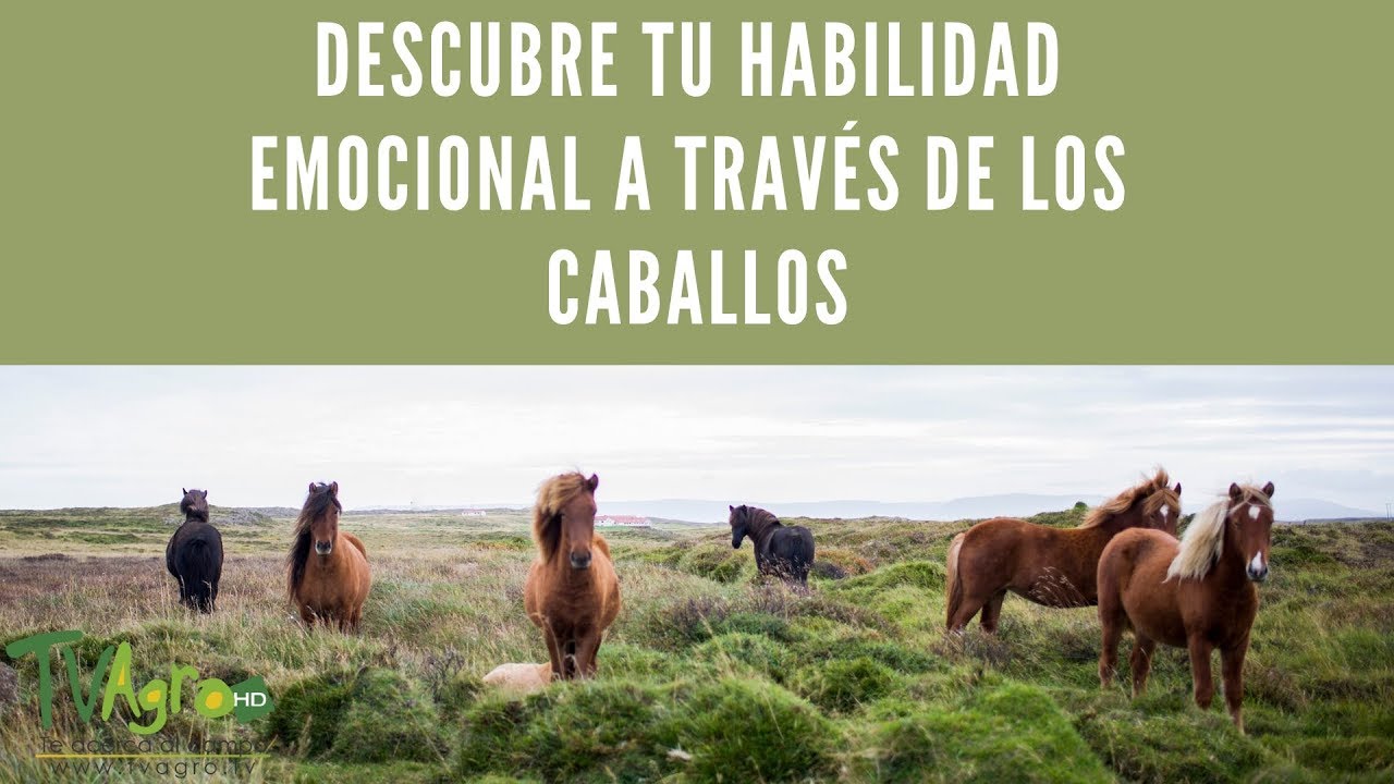 DESCUBRE tu habilidad EMOCIONAL a través de los caballos - TvAgro por Juan Gonzalo Angel