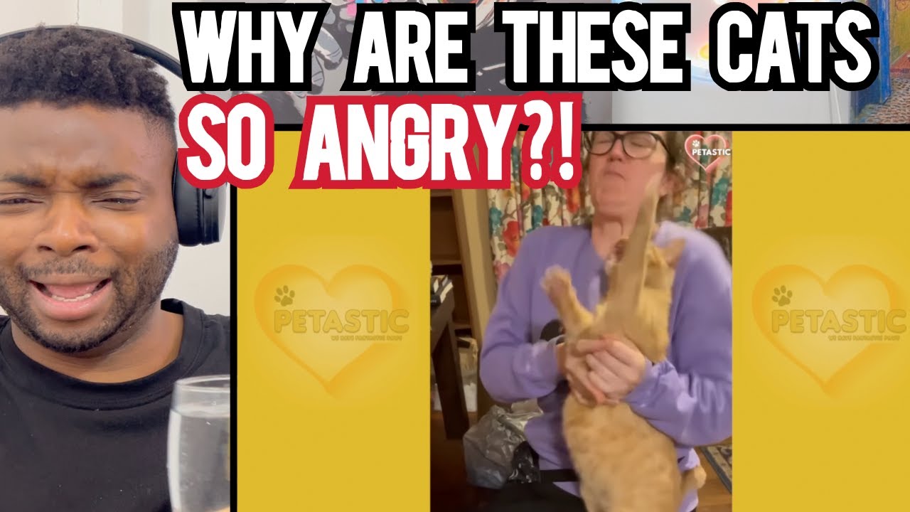 CATS BEING JERKS!  - Brit Reacts