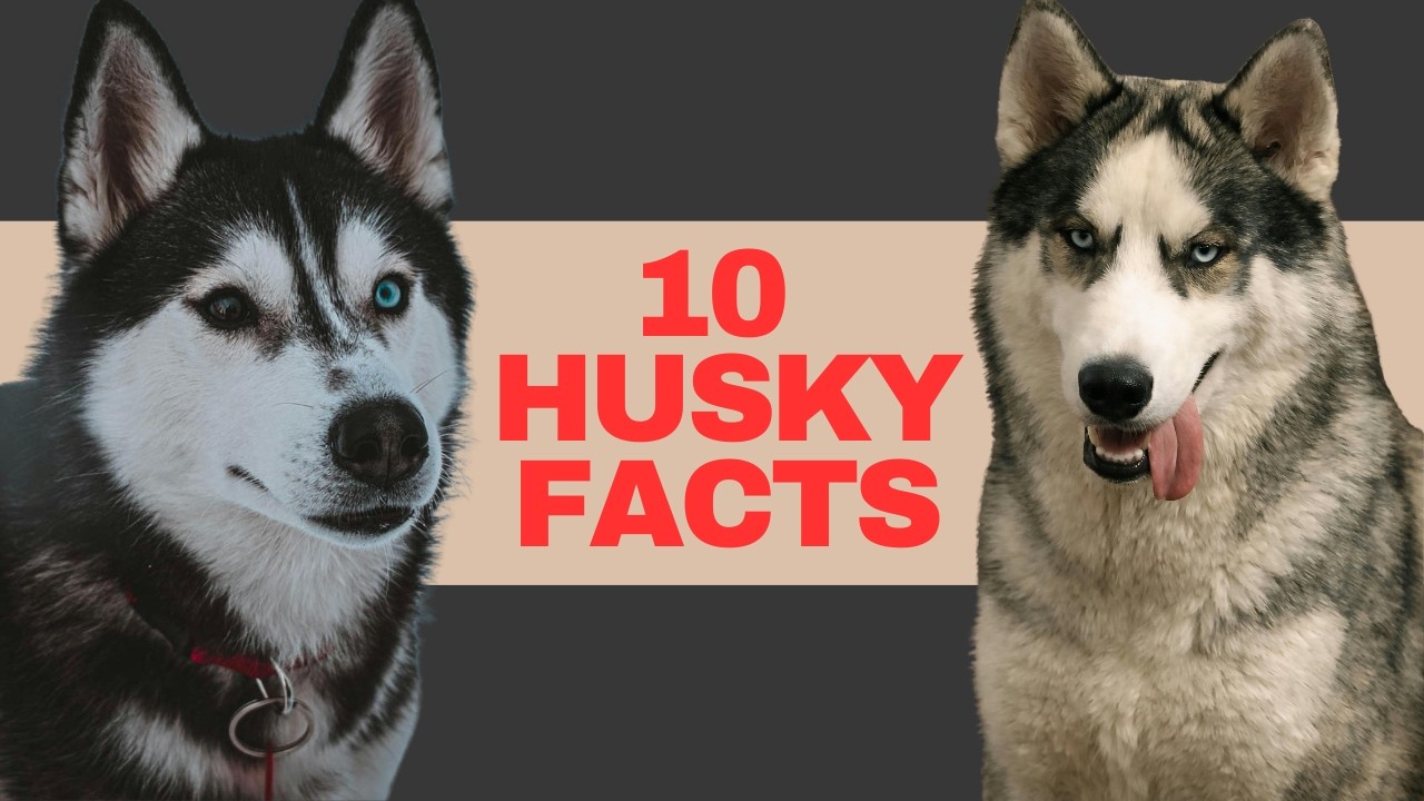 10 Surprising Facts About Siberian Huskies You Got Wrong