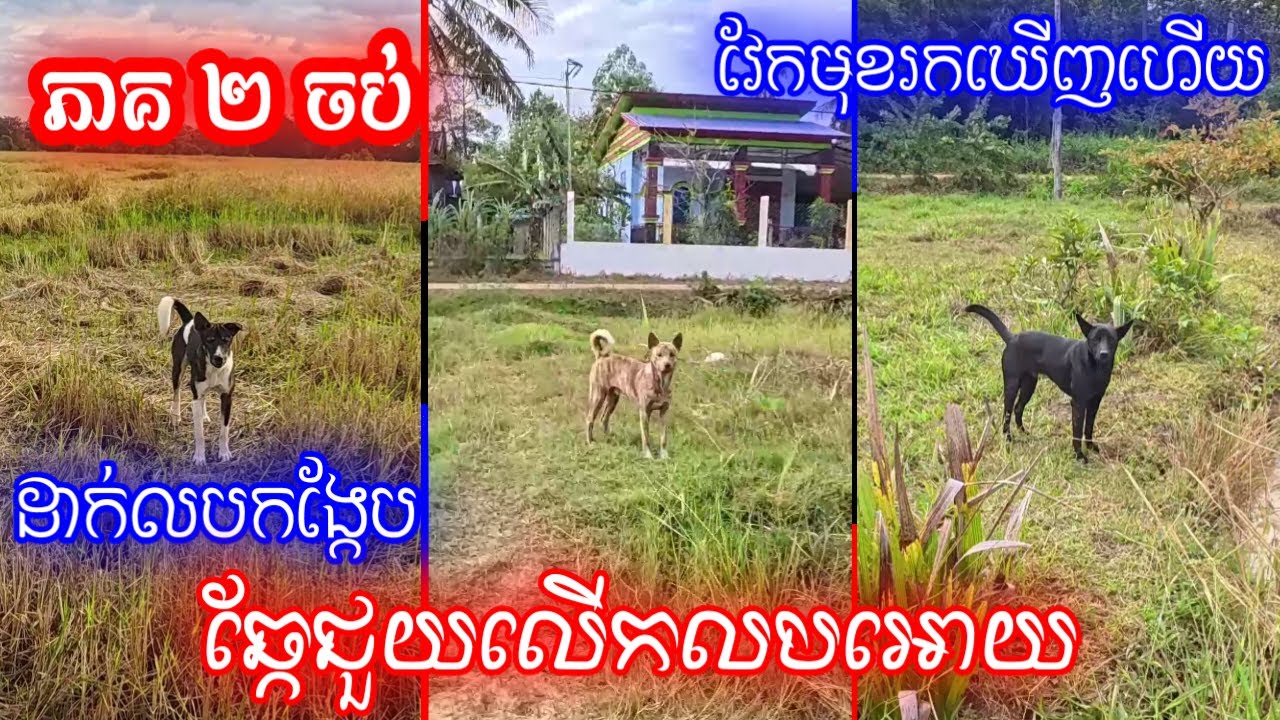រាងស្រួលបន្ទិចបានឆ្កែជួយមើល ​លប អោយមិនសូវចំណាយកំលាំងច្រើន haha 😄😄 ទី២១ ភាគ២ចប់