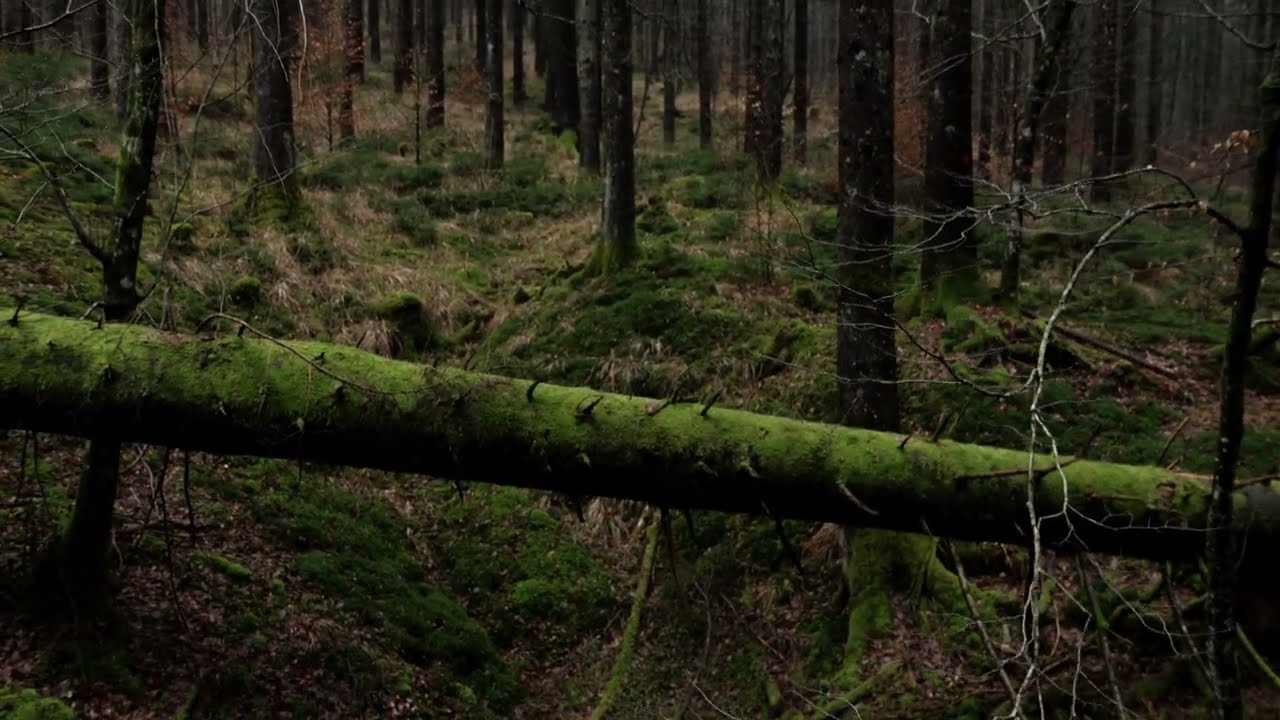 Mysterius forest - Fallen Tree