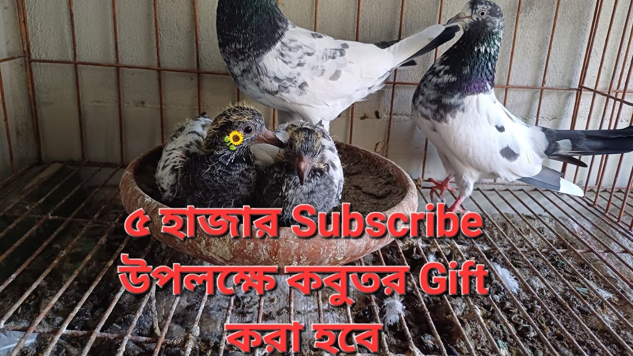 ৫ হাজার Subscribers উপলক্ষে কবুতর Gift 🥰 #pigeonvideo#pigeonlover #pigeongift #kabtorvideo#viral