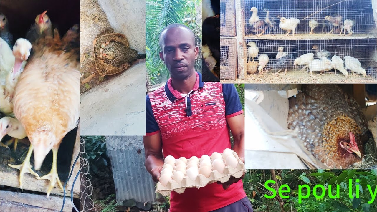KISA WAP TANN POUW METE SOU PYE POULAYE PAW LA ? ANPIL KONESANS NAN VIDEO SAA. GADEL AK PATAJEL