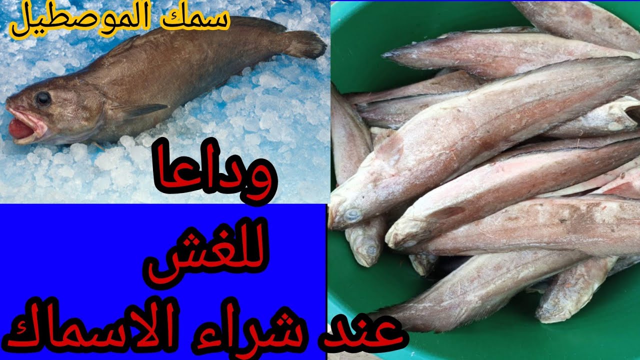 سلسلة أجي تعرف الحوت (سمك الموصطيل) ومعلومات مهمة بين الفو والحر vrai mostelle