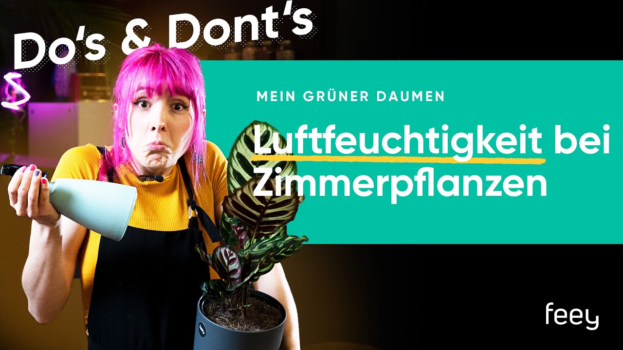 Die ideale Luftfeuchtigkeit f&uuml;r Zimmerpflanzen 🌿 | feey