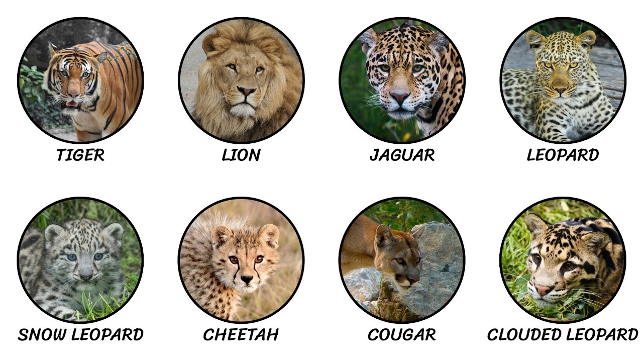 Every BIG CAT Species Explained in 9 Minutes